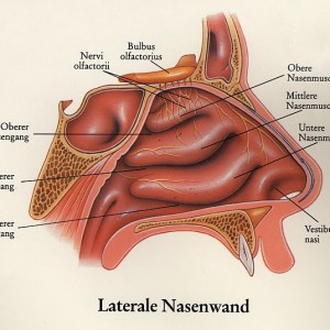Anatomie der Nasenmuscheln